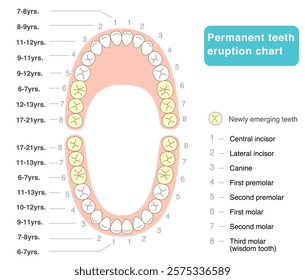 Permanent teeth development chart　illustrations