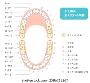 Permanent teeth development chart[Translate]Central incisor ,Lateral incisor,Canine First ,premolar ,Second premolar First molar ,Second molar