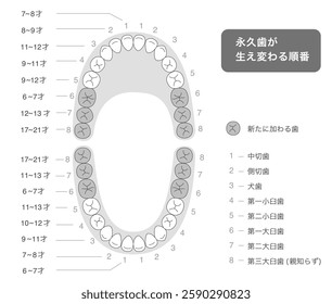 Permanent teeth development chart[Translate]Central incisor,Lateral incisor
Canine,First premolar,First molar