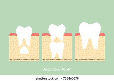 permanent tooth located below primary tooth, anatomy structure including the bone and gum - dental cartoon vector flat style cute character for design