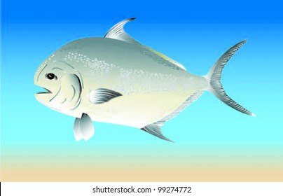 Permit Fish