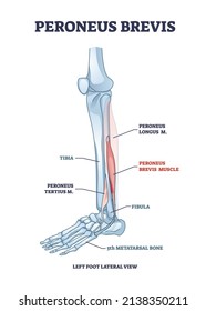 Peroneus brevis leg muscle with longus and tertius muscular part location outline diagram. Labeled educational foot skeletal structure from later view vector illustration. Tibia and metatarsal bone.