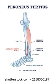 Peroneus tertius leg muscle with longus and brevis location outline diagram. Labeled educational anatomical scheme with human foot skeletal and muscular system from lateral view vector illustration.