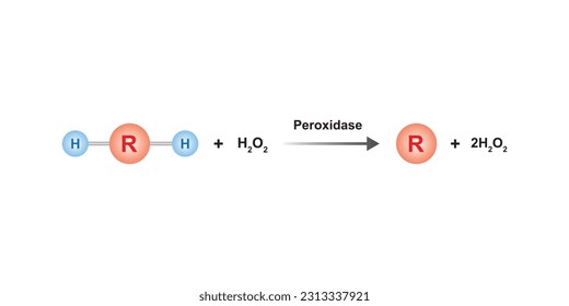 Peroxidase Enzyme Function Concept Design. Vector Illustration.