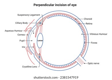 rechtwinklige Inzision der Vektorgrafik von Eye Science Design