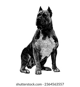 Perro De Presa Canario hand drawing vector isolated on white background.