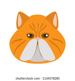 Persian breed cat muzzle color vector icon