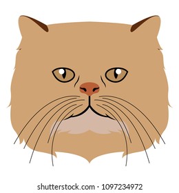 Persian cat avatar. Cat breeds