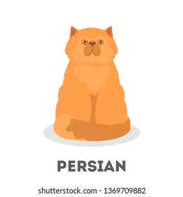 Persian cat. Beautiful animal with a fluffy fur. Pet with a long hair sitting. Vector illustration in cartoon style