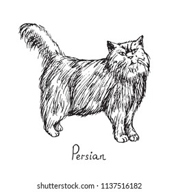 Persian, cat breeds illustration with inscription, hand drawn doodle, sketch, outline black and white vector
