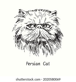 Persian Cat face portrait. Ink black and white doodle drawing in woodcut style.