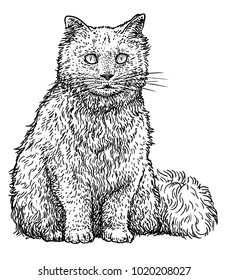 Persian cat illustration, drawing, engraving, ink, line art, vector