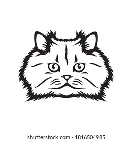 Persian cat isolated vector illustration