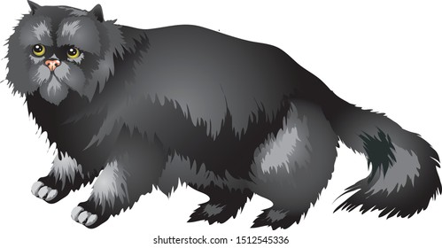 The Persian cat, long-haired breed round face and short muzzle Feline - Vector