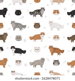 Persian Cat longhaired clipart. Extreme type persian cat. All coat colors set.  All cat breeds characteristics infographic. Vector illustration
