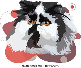 Persian cat vector illustration on a colored background. Persian portrait of a black and white cat.