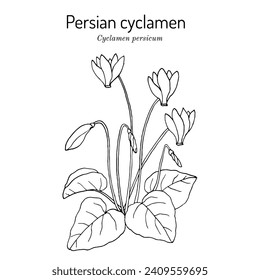 Persian cyclamen (cyclamen persicum), medicinal and ornamental plant. Hand drawn botanical vector illustration