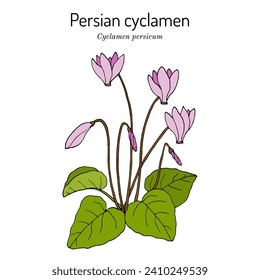 Persian cyclamen (cyclamen persicum), medicinal and ornamental plant. Hand drawn botanical vector illustration