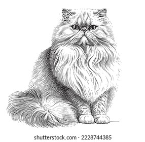 Persian fluffy cat sitting hand drawn sketch Domestic animals Vector illustration.