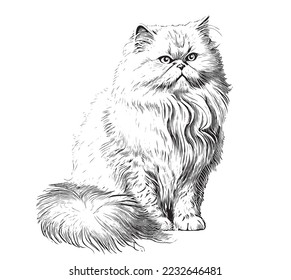 Persian fluffy cat sketch hand drawn engraved style Vector illustration.