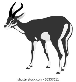 Persian gazelle