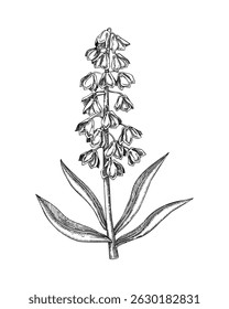 Persian lily flower sketch. Poisonous plant hand-drawn vector illustration. NOT AI generated