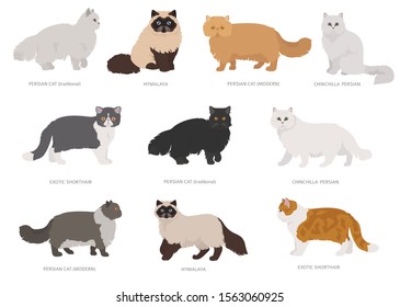 Persian longhaired type cats. Domestic cat breeds and hybrids collection isolated on white. Flat style set. Vector illustration