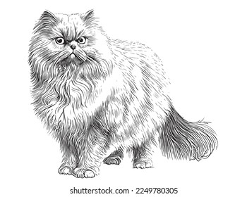 Persian white fluffy cat hand drawn sketch Vector illustration svg