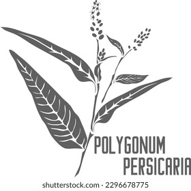 Persicaria maculosa vector silhouette. Polygonum persicaria medicinal herb outline. Set of Polygonum persicaria leaves and flowers in Line for medicine vector image. Contour drawing of lady's-thumb