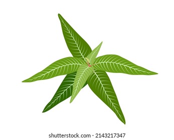persicaria odorata on a white background.
