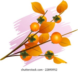 Persimmon