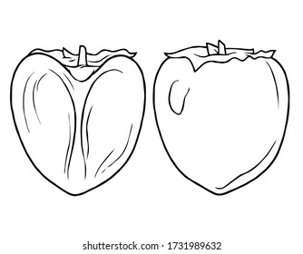 Persimmon. Delicious Oriental fruit. Fruty drawn lines. Ambrosia. Vector illustration isolated on a white background for design and web.