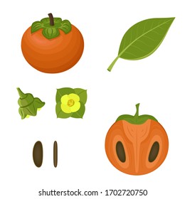 Conjunto óseo de hoja de flores Persimmon