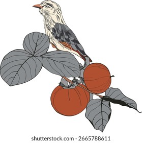 Persimmon fruit with bird hand drawn elements botanical illustration.