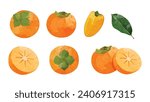 Persimmon fruit Design elements. watercolour style vector illustration.