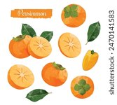 Persimmon fruit Design elements. watercolour style vector illustration.