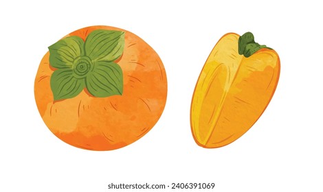 Persimmon fruit  Design elements. watercolour style vector illustration.
