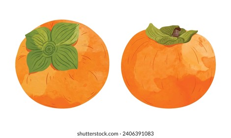 Persimmon fruit  Design elements. watercolour style vector illustration.