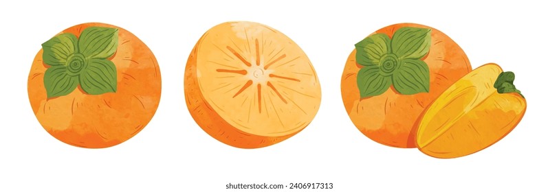 Elementos de diseño de fruta de Persimmon. ilustración vectorial de estilo acuarela.