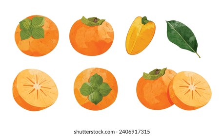 Persimmon fruit Design elements. watercolour style vector illustration.