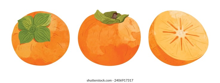 Persimmon fruit  Design elements. watercolour style vector illustration.
