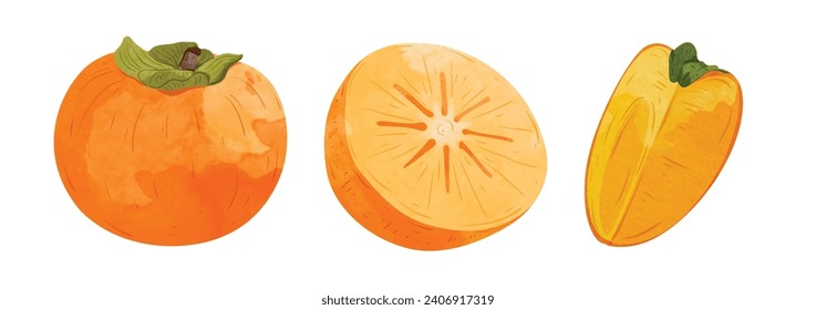 Elementos de diseño de fruta de Persimmon. ilustración vectorial de estilo acuarela.