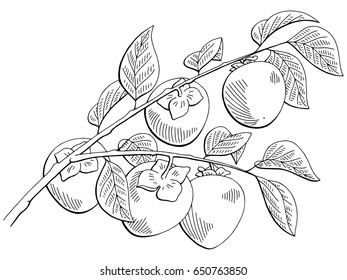 Persimmon fruit graphic branch black white isolated sketch illustration vector