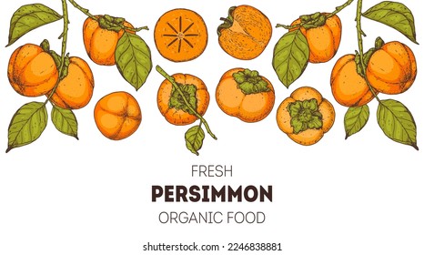 Persimmon fruit hand drawn design. Vector illustration. Design, package, brochure illustration. Persimmon fruit frame illustration. Design elements for packaging design and other.