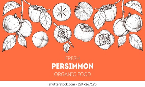 Persimmon fruit hand drawn design. Vector illustration. Design, package, brochure illustration. Persimmon fruit frame illustration. Design elements for packaging design and other.