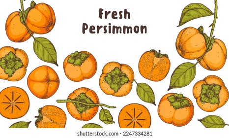 Persimmon fruit hand drawn design. Vector illustration. Design, package, brochure illustration. Persimmon fruit frame illustration. Design elements for packaging design and other.