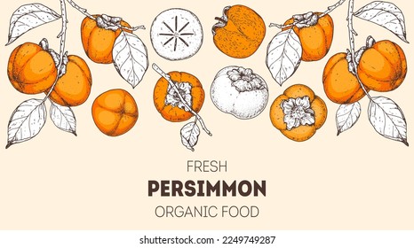 Persimmon fruit hand drawn design. Vector illustration. Design, package, brochure illustration. Persimmon fruit frame illustration. Design elements for packaging design and other.