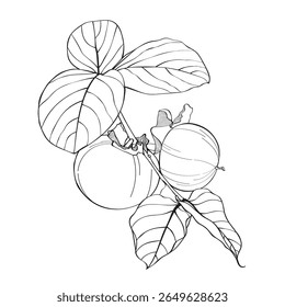 Persimmon fruit hand getrokken elementen botanische illustratie.