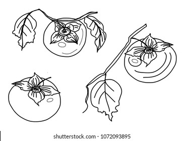 persimmon fruit isolate on white background.Japanese fruit hand drawn and vector.