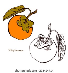 Persimmon fruit on branch with leaf.
Hand drawn sketch.
Vector illustration.